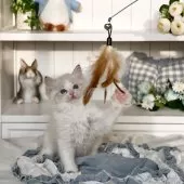 ラグドール【埼玉県・女の子・2025年8月16日・シールリンクスポイントバイカラー】の写真5