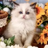 ラグドール【埼玉県・女の子・2025年9月8日・シールポイントバイカラー】の写真5