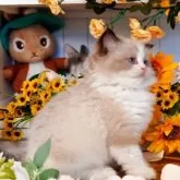 ラグドール【埼玉県・男の子・2025年9月8日・シールポイントバイカラー】の写真6