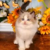 ラグドール【埼玉県・男の子・2025年9月8日・シールポイントバイカラー】の写真3