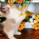 ラグドール【埼玉県・男の子・2025年9月8日・シールポイントバイカラー】の写真4