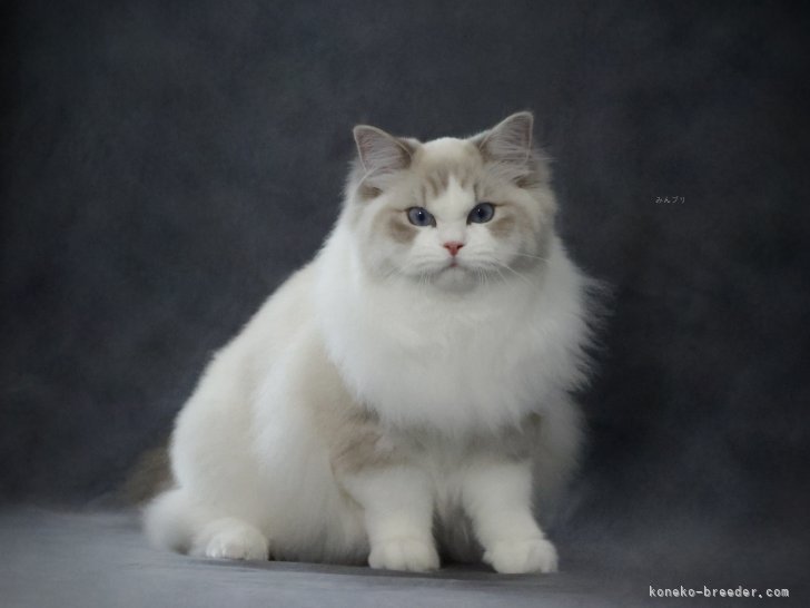 ラグドール【・女の子・2024年9月29日・ブルーリンクスポイントバイカラー】