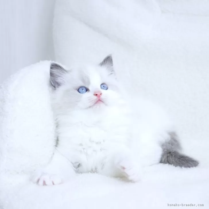 ID：2401-00427の子猫