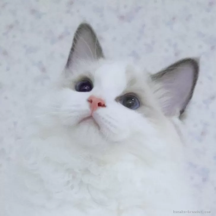 ID:2410-01806の子猫