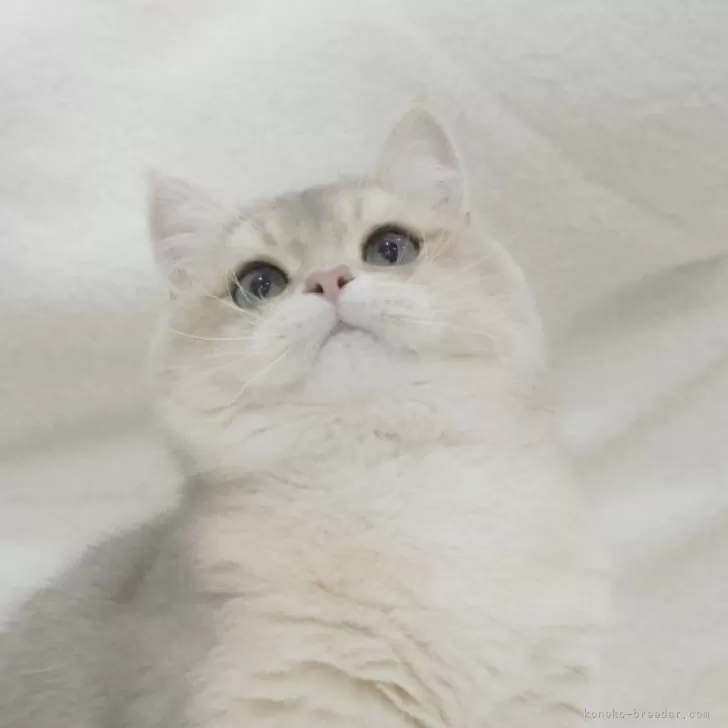 ID:2410-02865の子猫