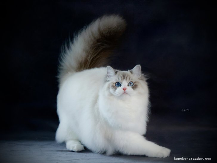 ラグドール【・女の子・2024年9月29日・ブルーリンクスポイントバイカラー】