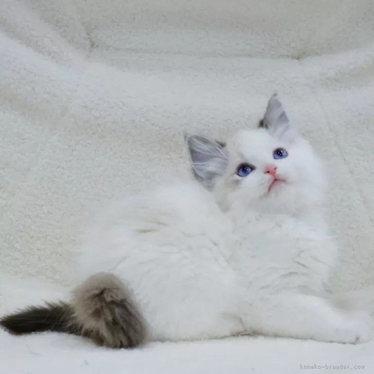 ID:2402-01322の子猫