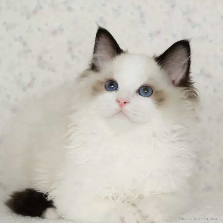 ID:2408-00499の子猫