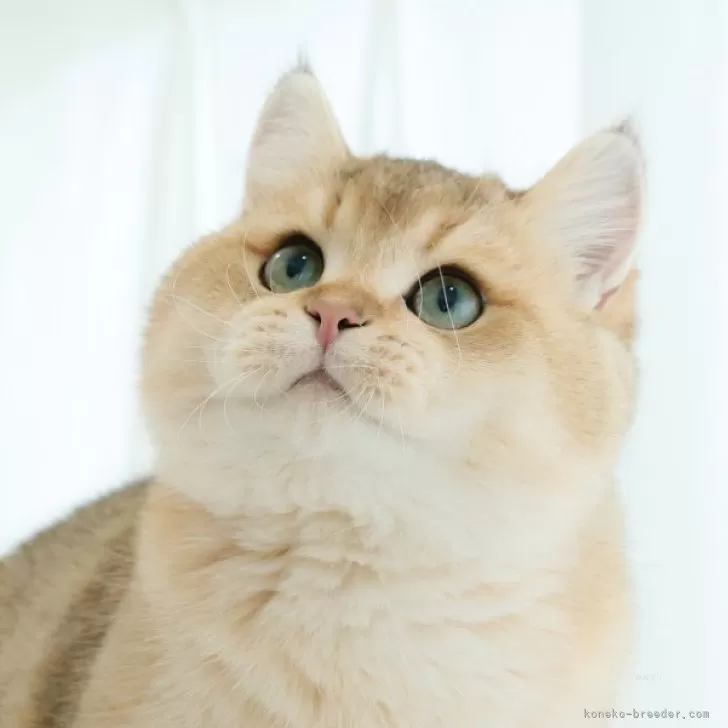 ID:2403-00087の子猫