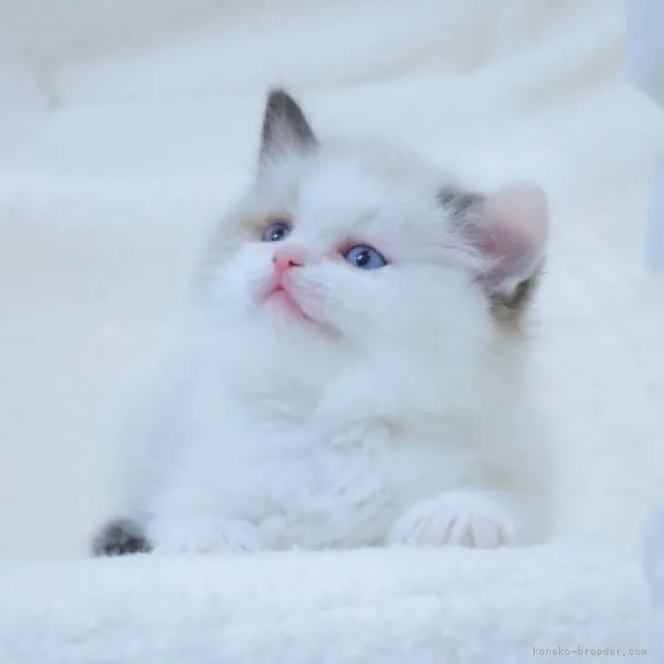 ID：2312-00200の子猫