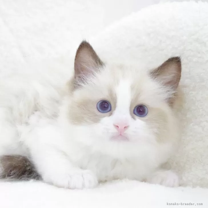 ID:2404-02644の子猫