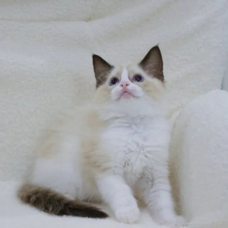 ID：2308-01809の子猫