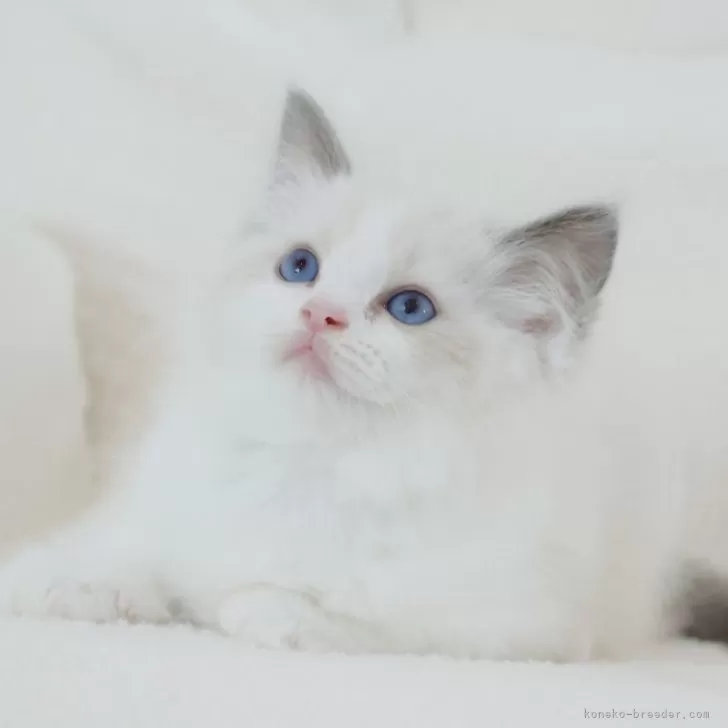 ID：2406-01106の子猫