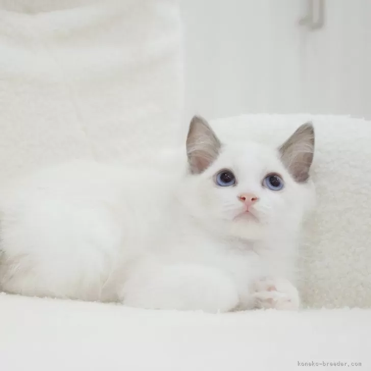 ID:2410-00740の子猫
