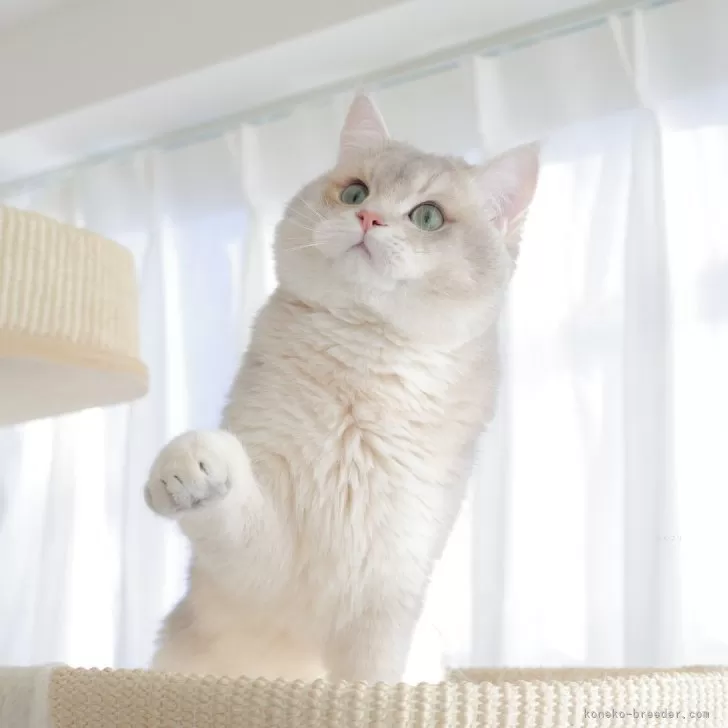 ID：2310-02206の子猫