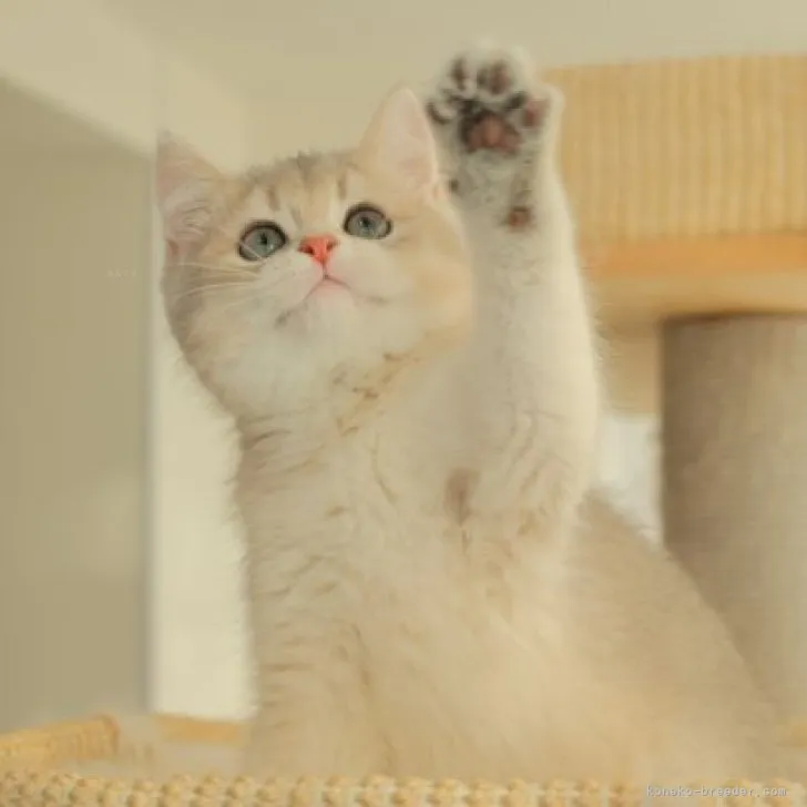 ID：2311-00752の子猫