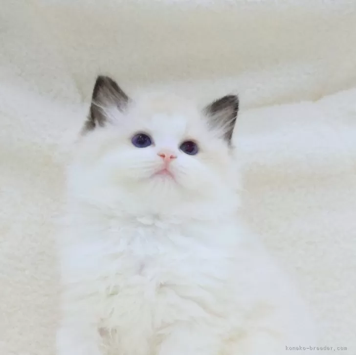 ID：2409-02259の子猫