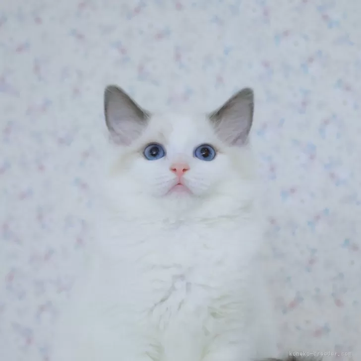 ID:2406-02898の子猫