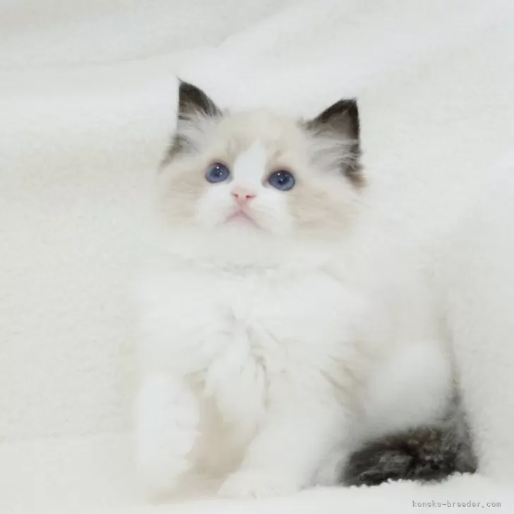 ID：2409-02496の子猫