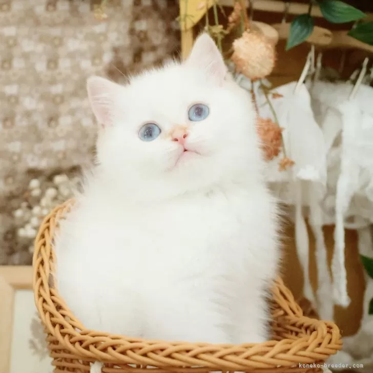 ID:2408-00496の子猫