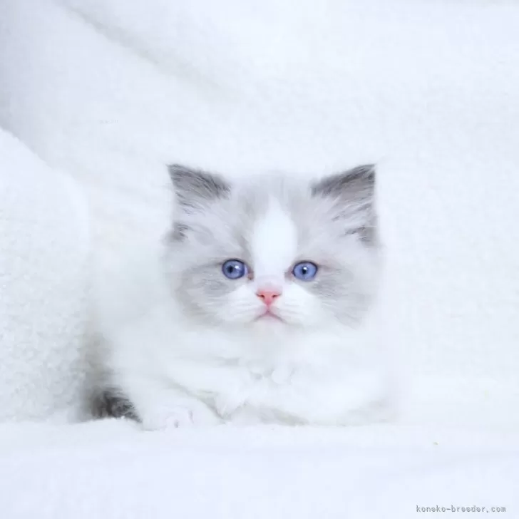 ID:2401-00426の子猫