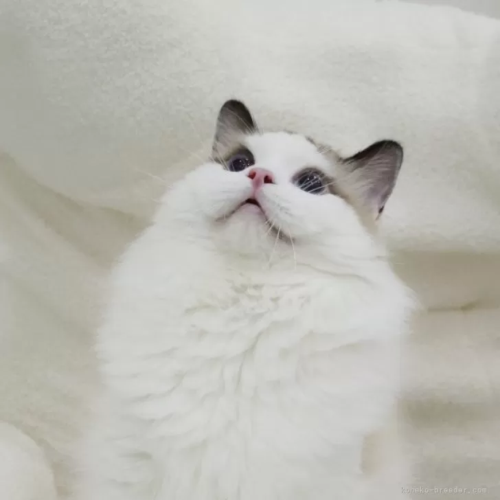 ID：2410-02859の子猫