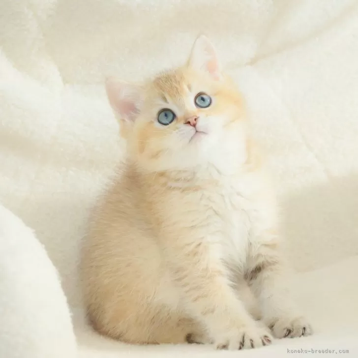 ブリティッシュショートヘア【東京都・男の子・2024年8月2日・ゴールデン】の写真1