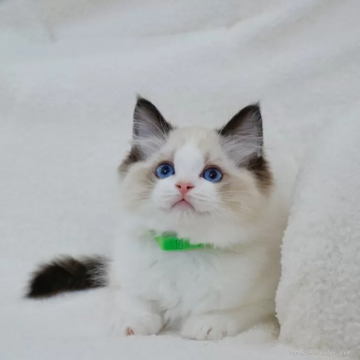 ID：2402-01327の子猫