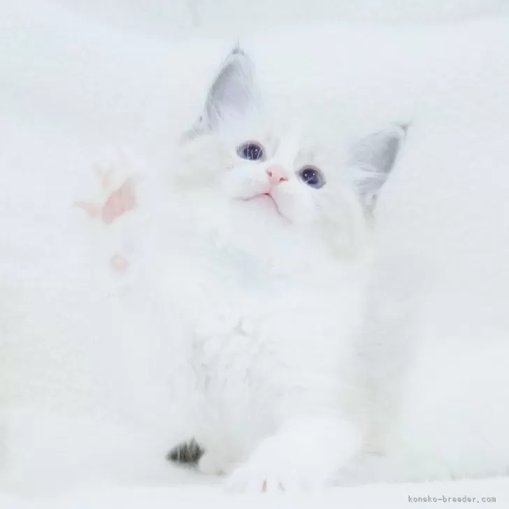 ID:2405-02494の子猫