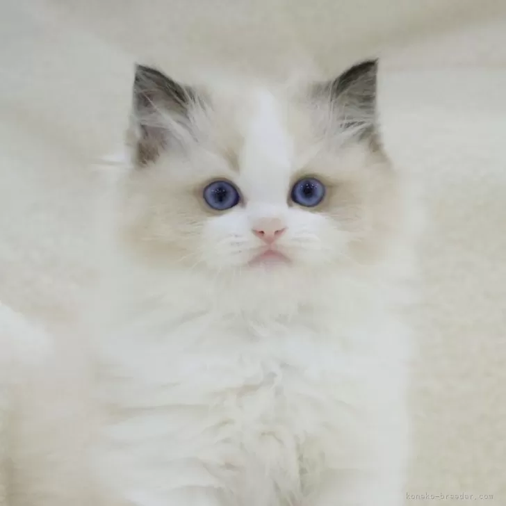 ID：2411-00417の子猫