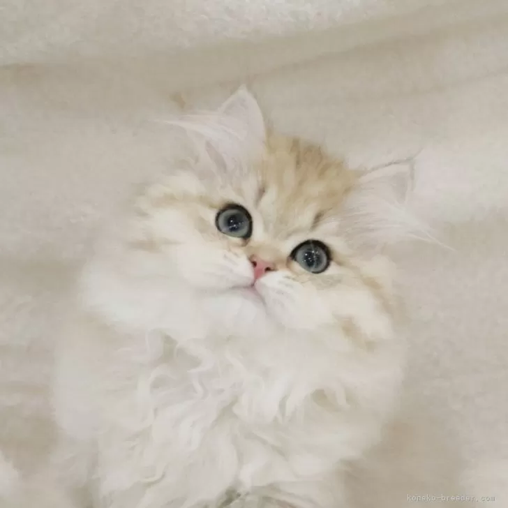 ID：2408-00514の子猫