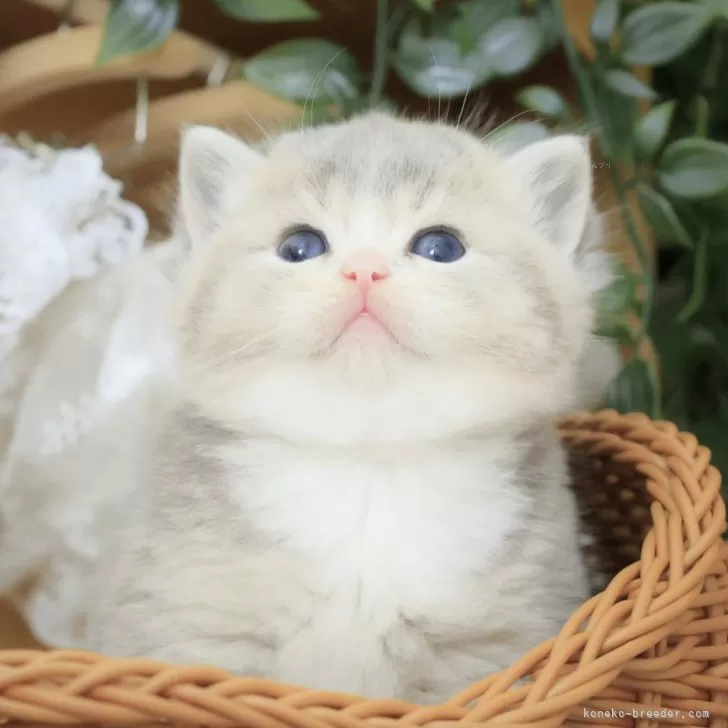 ID：2410-01661の子猫