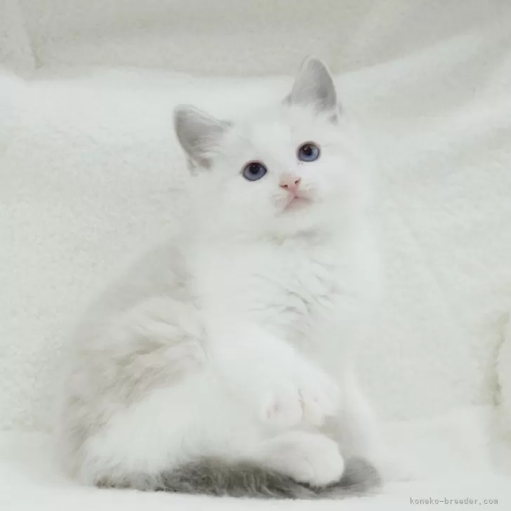 ID:2405-02311の子猫