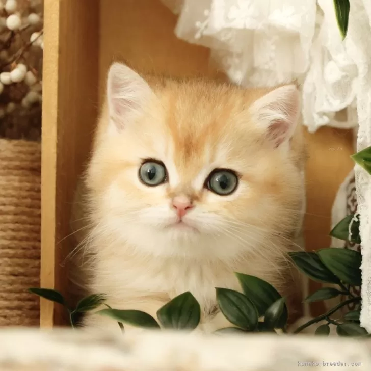 ID:2408-00507の子猫