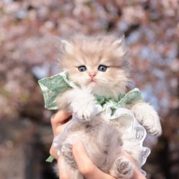 ブリティッシュショートヘア【東京都・男の子・2023年2月25日・シェーデッド ブルーゴールデン(ロング)】の写真「希少カラー」