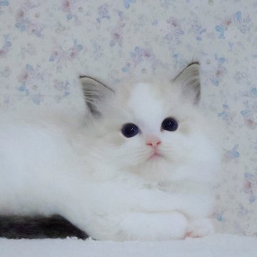 ラグドール【東京都・男の子・2024年6月11日・シールリンクスポイントバイカラー】の写真「大人しい男の子🐾珍しいリンクス模様」