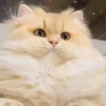 ブリティッシュロングヘア【東京都・女の子・2019年6月30日・ゴールデン】の写真「ふわふわ可愛いい女の子💕(不妊手術完了)」