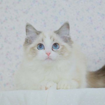 ラグドール【東京都・女の子・2024年3月22日・シールリンクスポイントバイカラー】の写真「珍しいリンクス色🩷繊細で美しい顔💖 ✨🎀」