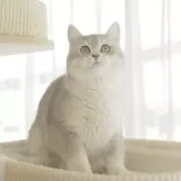 ブリティッシュショートヘア【東京都・男の子・2024年6月27日・ブルーゴールデン】の写真1