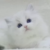 ラグドール【東京都・女の子・2024年9月29日・ブルーリンクスポイントバイカラー】の写真1