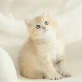 ブリティッシュショートヘア【東京都・男の子・2024年8月2日・ゴールデン】の写真1