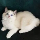 ラグドール【東京都・女の子・2022年6月30日・シールポイントバイカラー】の写真1