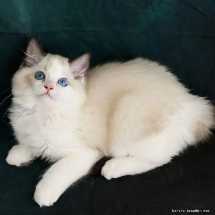 ID：2209-02565の子猫