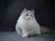 ラグドール【・女の子・2024年9月29日・ブルーリンクスポイントバイカラー】