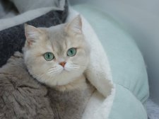 ブリティッシュショートヘア【・女の子・2021年4月30日・ブルーゴールデン】