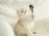 ブリティッシュショートヘア【東京都・男の子・2024年8月2日・ゴールデン】の写真2