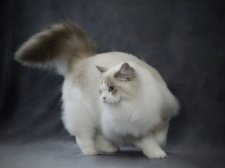 ラグドール【・女の子・2024年9月29日・ブルーリンクスポイントバイカラー】