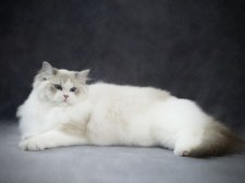 ラグドール【・女の子・2024年9月29日・ブルーリンクスポイントバイカラー】