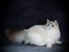 ラグドール【・女の子・2024年9月29日・ブルーリンクスポイントバイカラー】