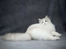 ラグドール【・女の子・2024年9月29日・ブルーリンクスポイントバイカラー】